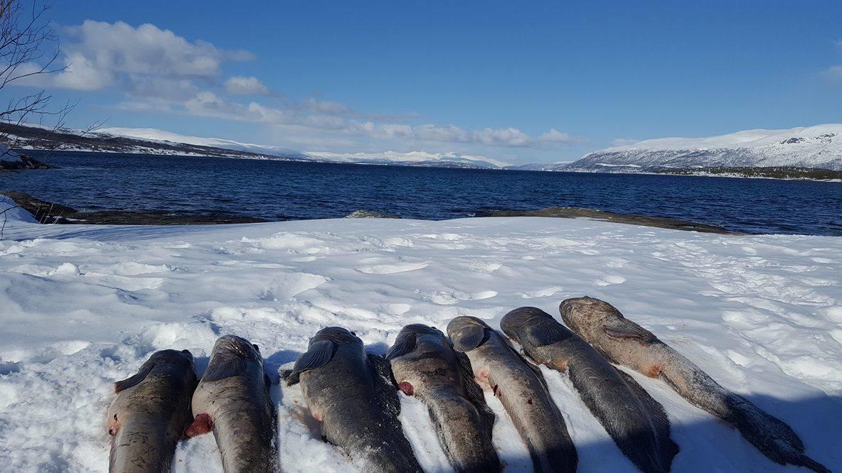 Vikran Vacation: Sea Fishing And Northern Lights 외부 사진